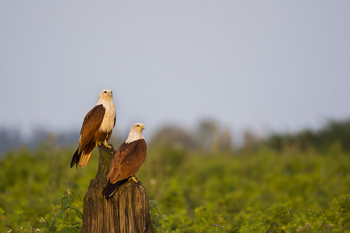 Brahminy couple in evening golden light.  Brahminy Kite,Haliastur indus,bhadra,birds,courting pair,india,karnataka,raptor,wild