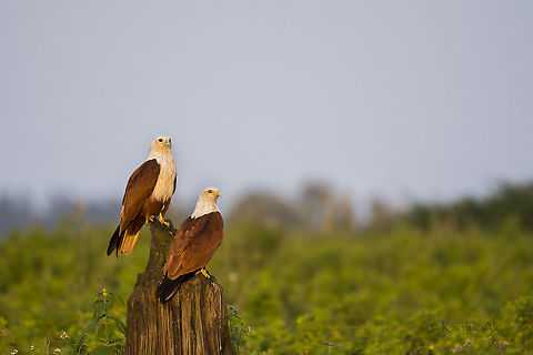Brahminy couple in evening golden light.  Brahminy Kite,Haliastur indus,bhadra,birds,courting pair,india,karnataka,raptor,wild