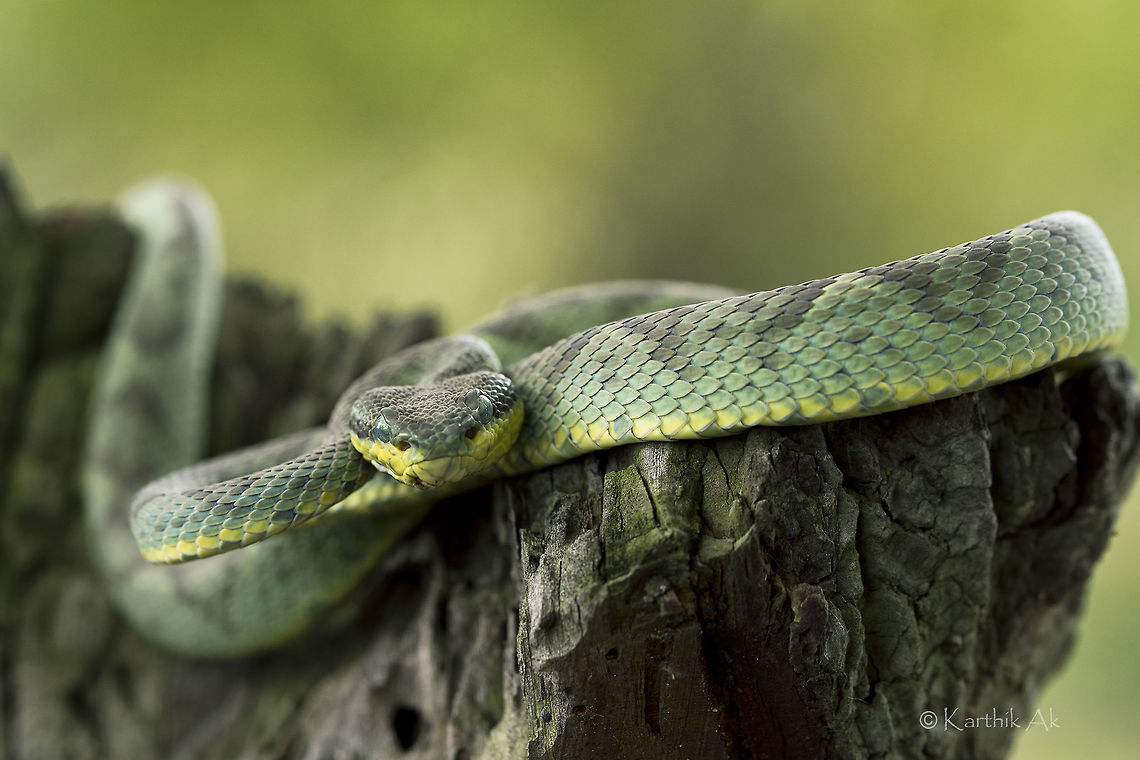 The stare A bamboo pit viper is a venomous snake found in the Indian subcontinent. They are green in color with prominent black or faint markings and this makes then difficult to spot.<br />
Like other pit vipers their venom is haemotoxic in nature. These snakes usually rest on high branches during day and come down to feed during night. This individual looks pale as it was getting ready to moult. Snakes shed their skin periodically to accommodate their growing size!<br />
Bamboo viper,Trimeresurus gramineus,bangalore,herping,india,karnataka,moult,pits,reptile,scales,snake,venomous,viper,wild
