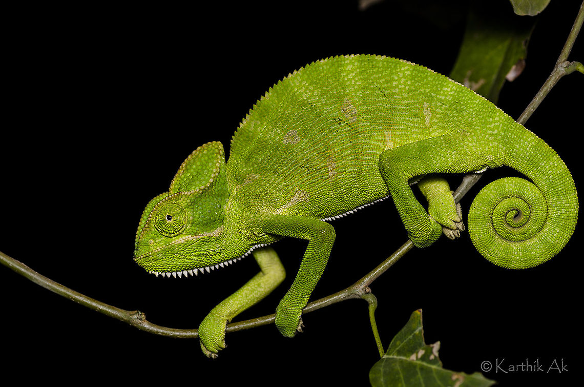 The Green Dragon There is only one species of chameleon in India. They are very well camouflaged and very difficult to spot one during day. At night they can see seen sleeping on the edges of a branch. They are harmless reptiles found in most parts of the country. Their prime habitat is dry deciduous forest.<br />
 They are ovoviviparous. They are known for its characteristic independent eye movements, ability to change its colors and the prehensile tail. Chamaeleo zeylanicus,Indian chameleon,bangalore,herp,india,karnataka,prehensile,wild