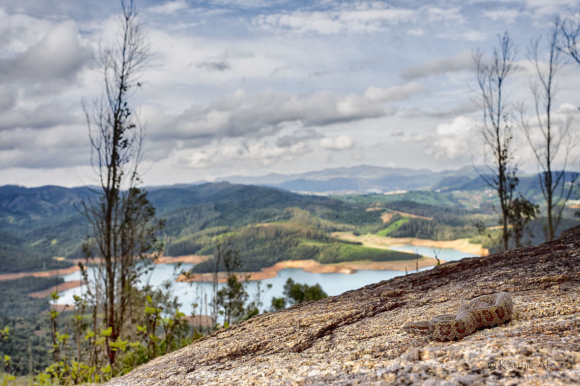 Horse shoe pit viper habitat Horse shoe pit viper is a small snake about a foot length that are endemic to western ghats of Southern India primarily Nilgiris and Silent Valley, but are thought to be more widespread. Not much is known about it behavior or its reproduction.<br />
A snake that I longed to see in these magical blue mountains since a long time. With this I have seen all the pit vipers found in Southern India except the mythical Hutton's :P Trimeresurus strigatus,endemic,habitat,pit viper,tamil nadu,venomous,western ghats