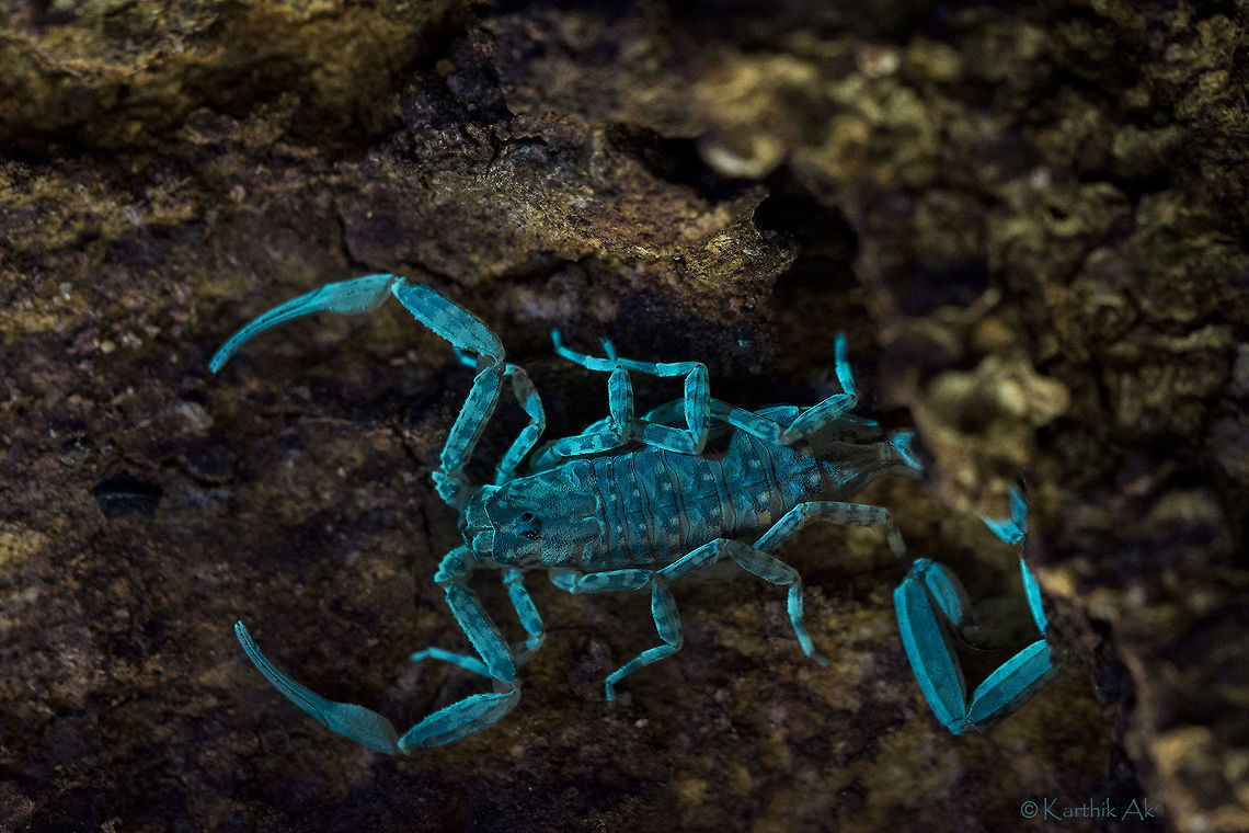 Scorpion under UV Fluorescent compounds in the exoskeletion of scorpion are responsible for this phenomenon but there is not concrete evidence as to why scorpions need to glow under UV light.<br />
<br />
There are various theories put forth by researchers but none are conclusive!! bio-luminescence  Scorpion under ultra Violet light,UV light,Ultra Violet Light,bangalore,bioluminescence,india,insect,scorpion