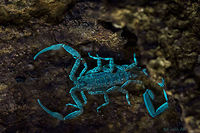 Scorpion under UV Fluorescent compounds in the exoskeletion of scorpion are responsible for this phenomenon but there is not concrete evidence as to why scorpions need to glow under UV light.<br />
<br />
There are various theories put forth by researchers but none are conclusive!! bio-luminescence  Scorpion under ultra Violet light,UV light,Ultra Violet Light,bangalore,bioluminescence,india,insect,scorpion