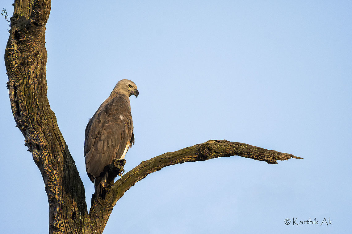 Grey Headed Fish Eagle An fish eating raptor found in along the rivers in South East Asia and the Indian subcontinent. They are very similar to Lesser fish eagle and are more common than the latter.<br />
IUCN puts them under Near Threatened red list.<br />
Habitat loss is the prime reason for their numbers to dwindle. Bhadra wildlife sanctuary,Grey-headed fish eagle,Ichthyophaga ichthyaetus,bhadra,fish eagle,grey headed,karnataka,raptor,western ghats