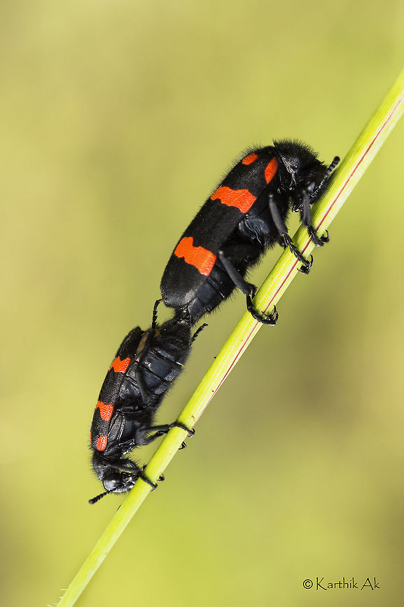 Orange blister beetles mating Orange blister beetle is species of blister beetles that secrete a powerful blistering agent which causes skin burns when it comes in contact with the skin. <br />
The bright coloration is a warning to the predators to stay away from them. <br />
In some species,while mating, the males would give the blistering agent to the females who would later cover her eggs with it as a protective layer<br />
The young ones are beneficial to the crops, while the adult forms in large numbers are very destructive. Mylabris pustulata,bangalore,beetles,blister beetles,india,karnataka,macro,mating,orange beetles