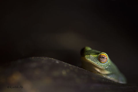 The gem of valparai - Raorchestes jayarami A species of frog endemic to the Western Ghats of Tamil Nadu in India.  As per the 2013 report, it is listed under IUCN as near threatened. However the IUCN site doesn't show any status for this species.

http://indiabiodiversity.org/biodiv/content/documents/document-8e24da1a-e893-4400-9d35-b2f80d1231d5/381.pdf Raorchestes jayarami,amphibian,endemic,frog,india,tamil nadu,valparai,western ghats