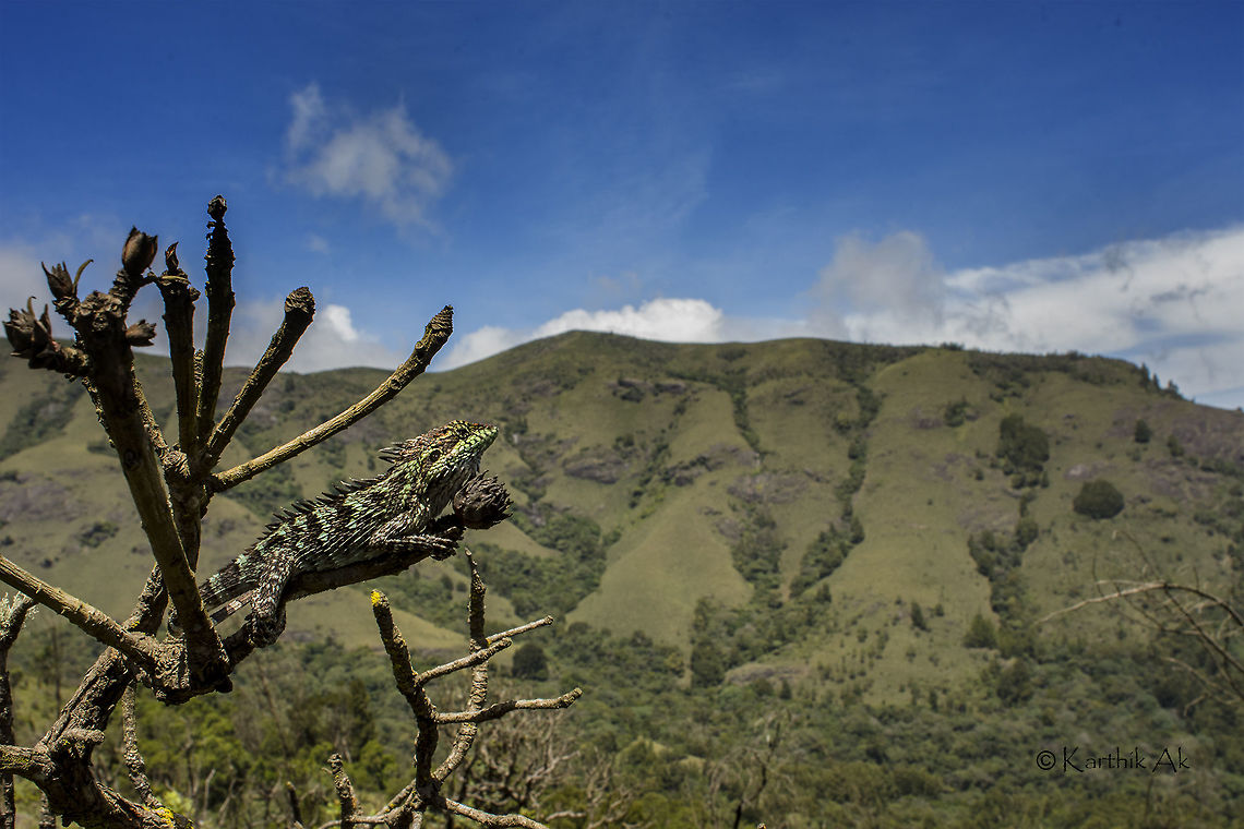 Nilgiris  spiny lizard Also known as spiny lizard is a species of agamid endemic to the Nilgiris of India Salea horsfieldii,endemic,india,lizard,spiny lizard,tamil nadu,western ghats,wildlife