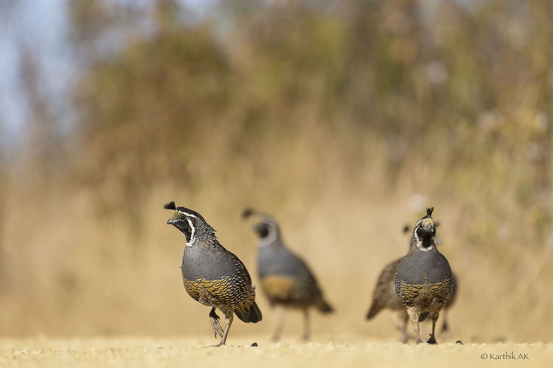 California Quails A group of california quails foraging along the coast of California. California quail,Callipepla californica,Fall,Geotagged,United States,bay area,nikkor,nikon,west coast