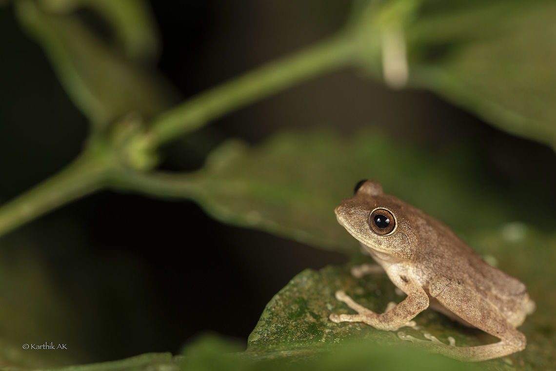 Ponmudi Bush frog The largest of the Roarchestes species in India.<br />
Came across this critically endangered species in Kerala during post monsoon season. Raorchestes ponmudi,bush frog,critically endangered,endemic,kerala,western ghats