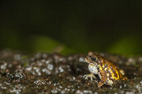 Amboli Tiger This critically endangered species of toad found only in Amboli, Maharashtra was described in 2009. These toads are found in the laterite habitat. They are often seen perched on small rocks and call. In few instances we found as many as 4 males on a single rock and all calling out. It was like an orchestra! 
We came across a very good number of these toads for the first time since we started visiting Amboli in 2014. They were everywhere on the laterite habitat. We had to watch our each step very carefully. We also came across at least 5 road kills of these critically endangered toads Amboli toad,Geotagged,India,Summer,Xanthophryne tigerina,amboli,amphibian,critically endangered,endemic,india,maharashtra,toad,western ghats