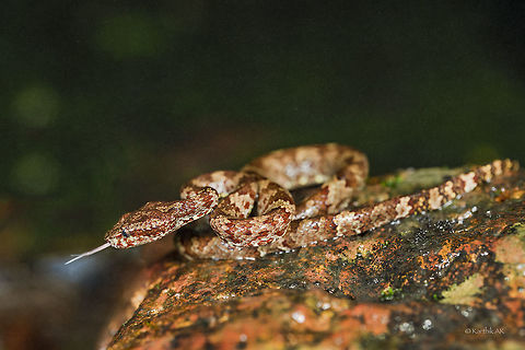 Malabar Pit Viper in Amboli elements!  Geotagged,India,Malabar pit viper,Summer,Trimeresurus malabaricus,endemic,india,maharashtra,mist,monsoon,pit viper,rain,rock pit viper,venomous,western ghats