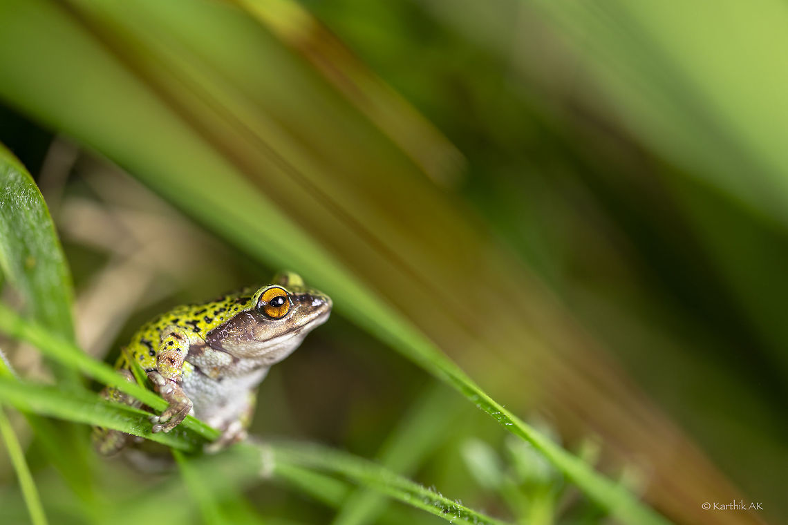 Kodaikanal Bush frog One of the stunning grassland species of bush frogs endemic to the grasslands of Western Ghats. Initially described from the Kodaikanal region this species this species is classified as Vulnerable. The distribution of this species has to be updated. The IUCN status also has to be re-assessed. <br />
Came across a good number of this species in the grasslands of Munnar, Kerala. There were almost as common as the Pseudophilautus species. The one photographed here is a female. It was moving in the direction of a male, calling from deep inside a grass thicket. We couldn&#039;t find the male but his presence was loud and clear. Geotagged,India,Koadaikanal bush frog,Raorchestes dubois,Summer,amphibian,endemic,frog,grass,grassland,kerala,munnar,vulnerable