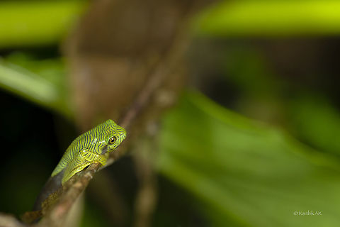Anaimalai flying frog