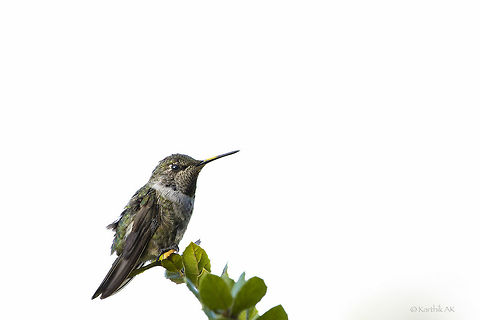 Anna's hummingbird  Annas hummingbird,Calypte anna,Geotagged,Hummingbird,Summer,United States,bird,california,usa