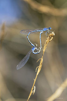 Blue damsels in a mating wheel Paiute Dancers mating on a hot sunny day Argia alberta,Fall,Geotagged,United States,bay area,blue,damselfly,insects,mating wheel