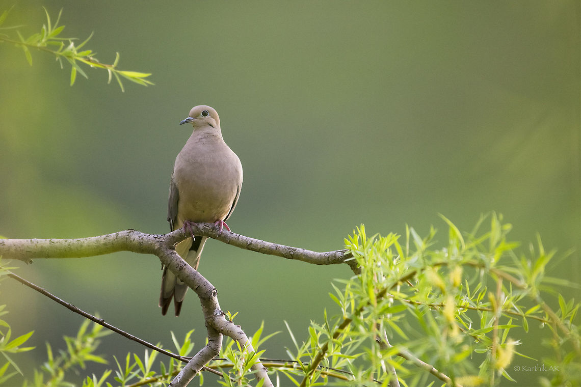 Mourning dove  Geotagged,Mourning Dove,Spring,United States,Zenaida macroura,bay area,california,dove