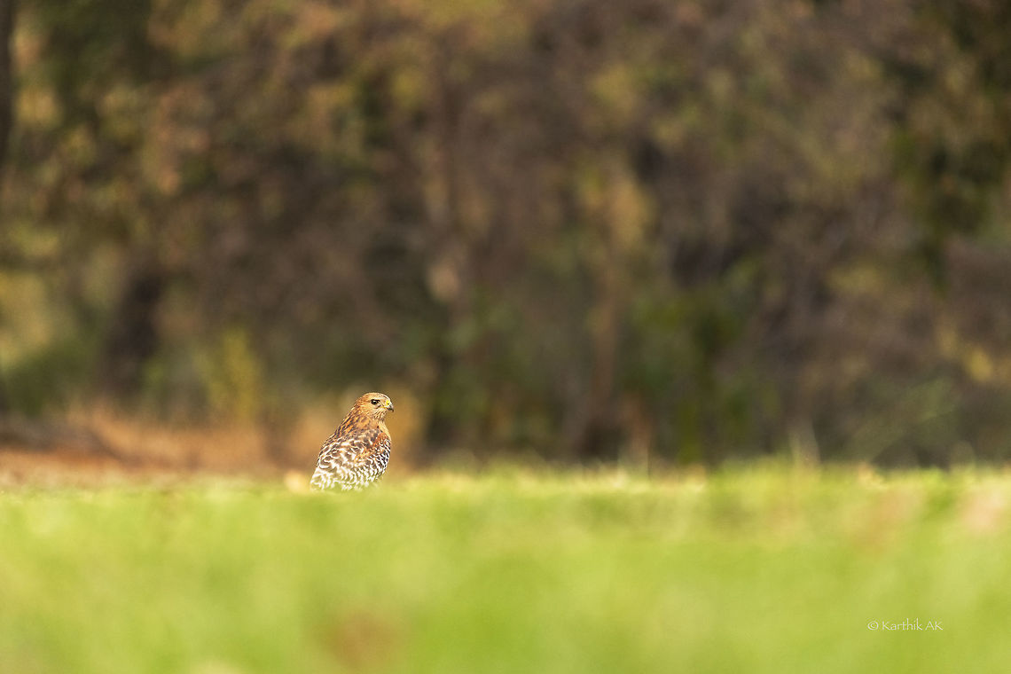 Red shouldered hawk Red shouldered hawk on a winter evening. Buteo lineatus,Fall,Geotagged,Red-shouldered Hawk,United States,bay area,california,winter