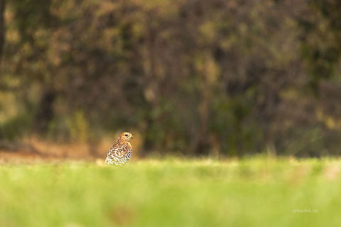 Red shouldered hawk Red shouldered hawk on a winter evening. Buteo lineatus,Fall,Geotagged,Red-shouldered Hawk,United States,bay area,california,winter