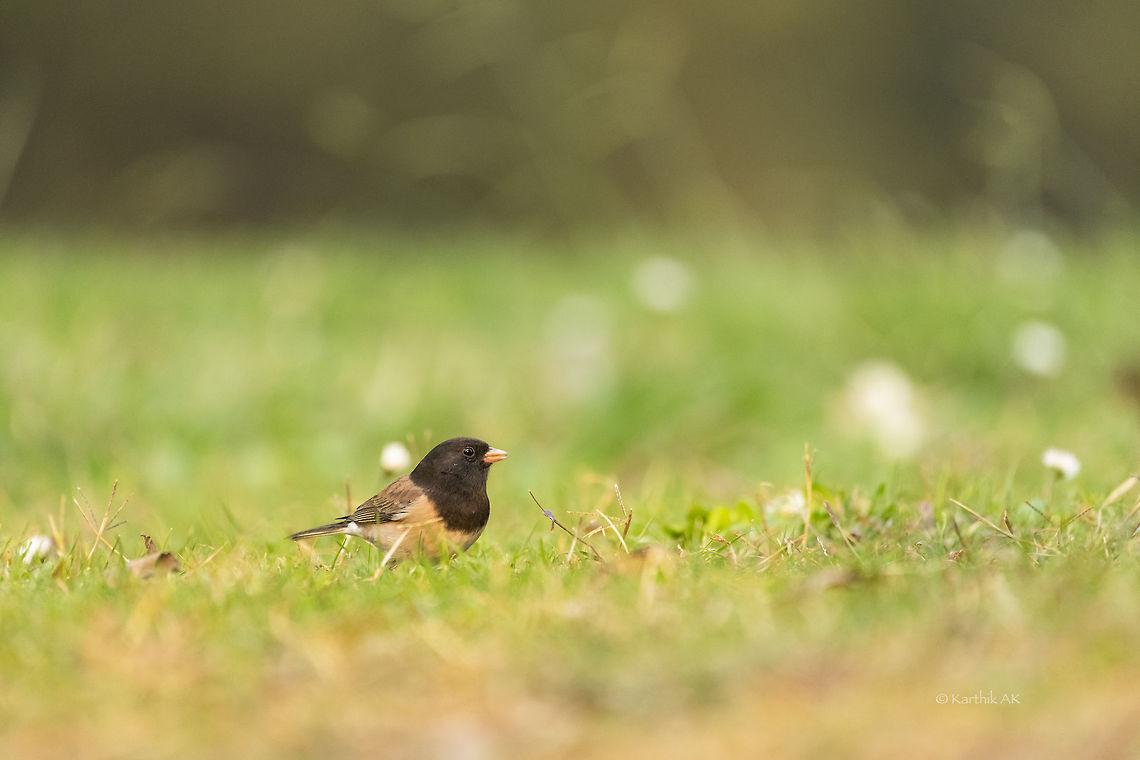 Dark eyed Junco  California,Dark-eyed Junco,Dark-eyed junco,Fall,Geotagged,Junco hyemalis,United States,bay area,hyemalis