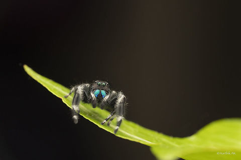 The bold/Daring Jumping spider These jumpers are called as bold or daring jumping spiders for their attitude. These spiders have been known to jump from 10 to 50 times their own body length. Daring jumping spider,Geotagged,Phidippus audax,Summer,United States,bayarea,bold jumping spider,california,jumper,jumping spider,spider,sunnyvale