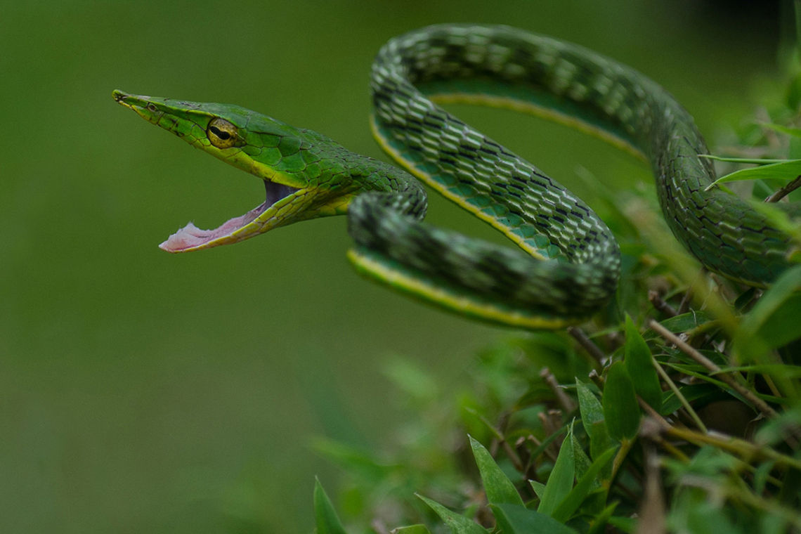 Madhumay_Mallik_The_Green_Snare_NW  Ahaetulla nasuta,Geotagged,Green vine snake or Long-nosed whip snake,India