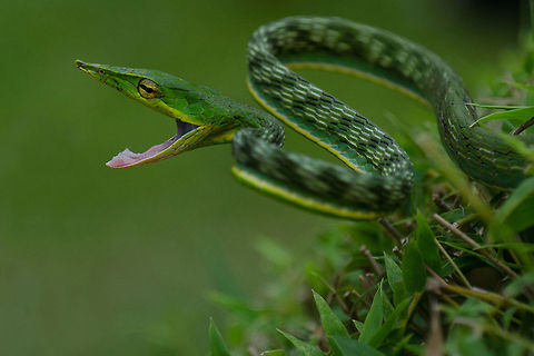 Madhumay_Mallik_The_Green_Snare_NW  Ahaetulla nasuta,Geotagged,Green vine snake or Long-nosed whip snake,India