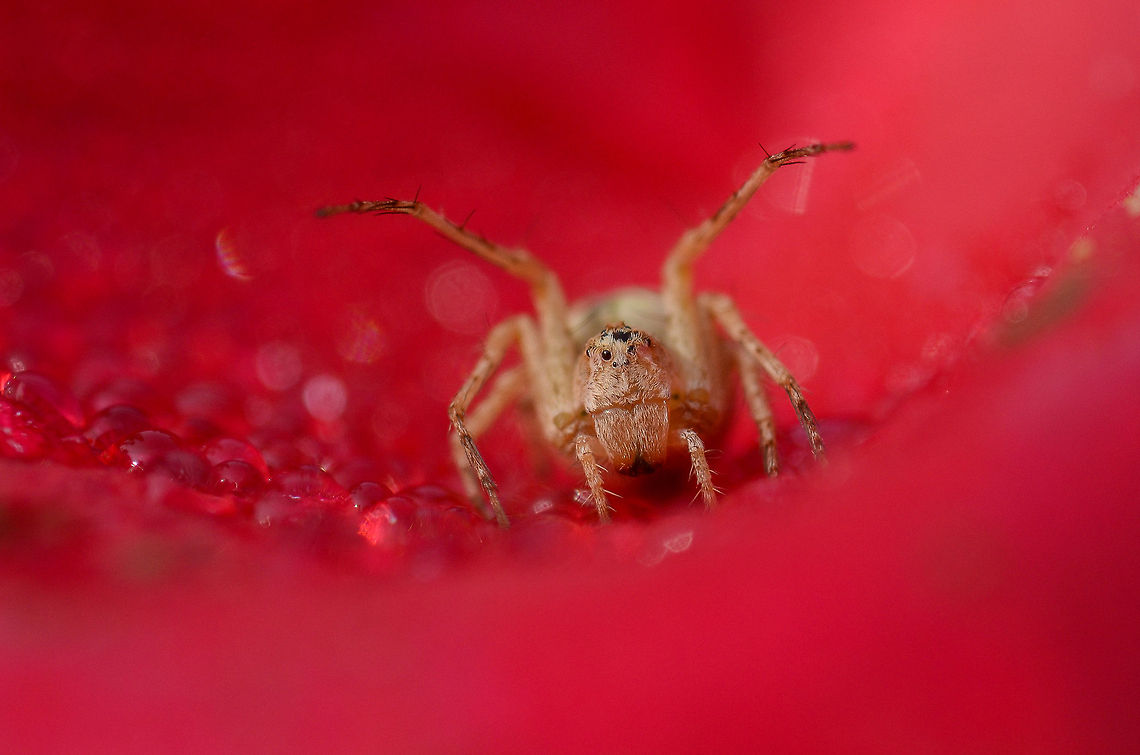 Bring on the game A thomicidae spider poses upon a rose petal as I approach nearer Geotagged,India,Spider on Rose,Thomicidae,Threat Display of spider,spider of dew