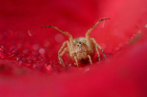 Bring on the game A thomicidae spider poses upon a rose petal as I approach nearer Geotagged,India,Spider on Rose,Thomicidae,Threat Display of spider,spider of dew