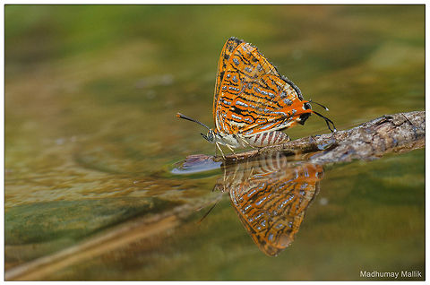 The Water Fairy Club silverline (Spindasis syama terana) Cigaritis vulcanus,Club Silverline,Indian Common Silverline,Spindasis syama,Spindasis syama terana,Water Fairy,butterfly,water reflection