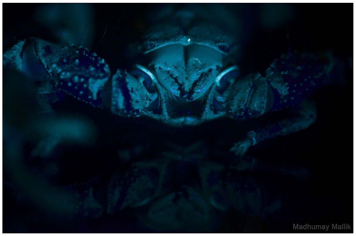 Indian Black Scorpion  (Heterometrus bengalensis Koch) under UV Scorpion's exoskeleton is able to convert black (ultra violet) light into visible spectrum. this helps them in detecting prey in the dark Heterometrus bengalensis,Heterometrus bengalensis Koch,Indian Black Scorpion,Scorpion under UV,Scorpion under ultra Violet light,Ultra Violet Light,luminescence