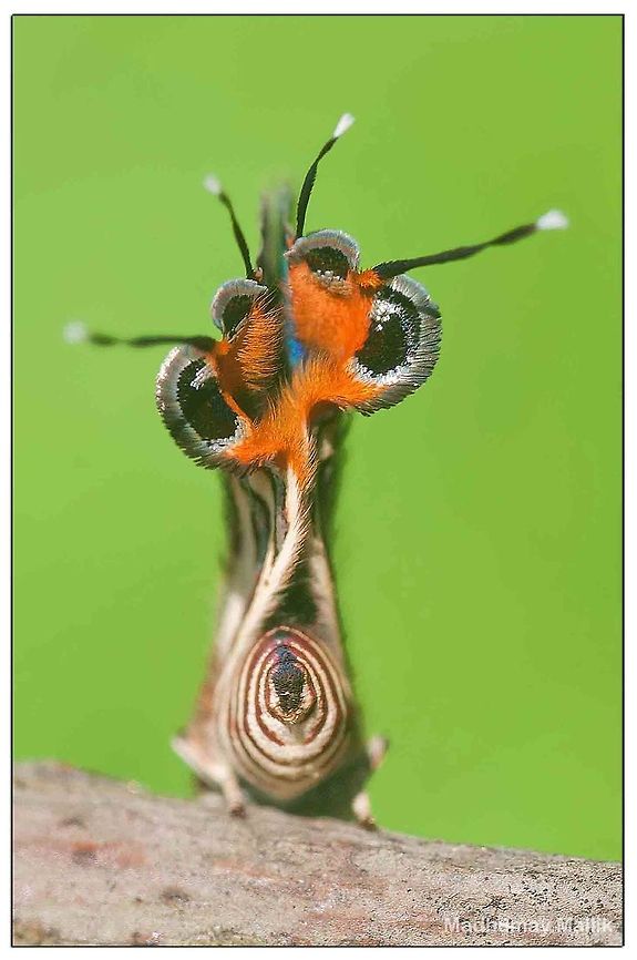 Colors of nature! The Spindasis syama Clubbed Silverline,Geotagged,India,Spindasis syama,butterfly,wings of butterfly