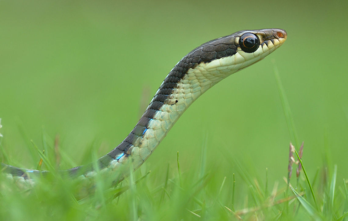 Common Bronzeback Tree Snake ( Dendrelaphis tristis Daudin, 1803 ) Common Bronzeback is a diurnal and arboreal species which mainly shows activity in heights during whole day. Hides in tree holes, rock gaps at heights, dense bushes etc. Lives both in dense and open forest, vegetation of moderate height, undisturbed gardens etc. Very long and thin body usually looks white from lateral side; predominantly brown dorsal body with blue scales on the edge of fore body side. A rounded whitish spot or dot present in between two parietal scales which is absent in other Bronzebacks. Common Bronzeback Tree Snake,Daudins Bronzeback,Dendrelaphis tristis,Dendrelaphis tristis Daudin 1803,Geotagged,India,Indian,arboreal species,diurnal,reptiles,snakes