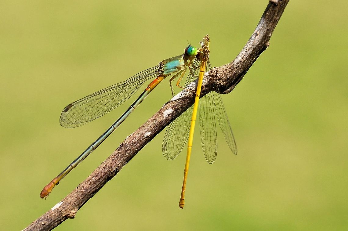 Survival of the fittest A Orange tailed marsh dart (Ceriagrion cerinorubellum) feeding on Coromandel marsh dart (Ceriagrion coromandelianum) Ceriagrion cerinorubellum,Ceriagrion coromandelianum,Ceriagrion sp.,Coromandel marsh dart,Geotagged,India,Madhumay Mallik,Orange tailed marsh dart,damselfly,feeding