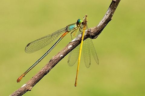 Survival of the fittest A Orange tailed marsh dart (Ceriagrion cerinorubellum) feeding on Coromandel marsh dart (Ceriagrion coromandelianum) Ceriagrion cerinorubellum,Ceriagrion coromandelianum,Ceriagrion sp.,Coromandel marsh dart,Geotagged,India,Madhumay Mallik,Orange tailed marsh dart,damselfly,feeding