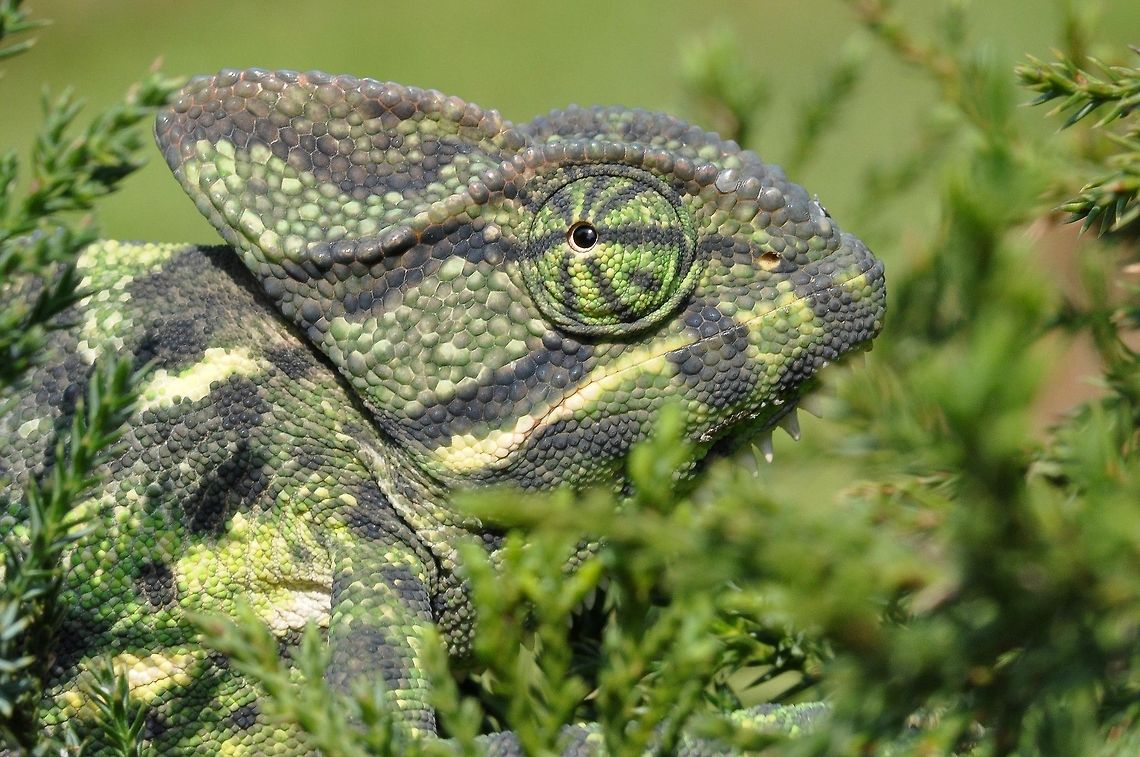 Master of disguise The Indian chameleon, Chamaeleo zeylanicus Chamaeleo zeylanicus,Geotagged,India,Indian chameleon,Indian reptile,The Indian chameleon,camouflage,madhumay mallik