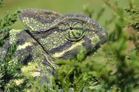 Master of disguise The Indian chameleon, Chamaeleo zeylanicus Chamaeleo zeylanicus,Geotagged,India,Indian chameleon,Indian reptile,The Indian chameleon,camouflage,madhumay mallik