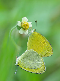 Grass yellow butterflies mating on coat button flower Common Grass Yellow (Eurema hecabe) Coat Button,India,Madhumay Mallik,butterfly mating,flower