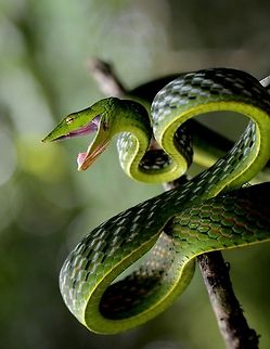 Green vine snake curled up Shot in western ghats of India... Ahaetulla nasuta,Green vine snake or Long-nosed whip snake
