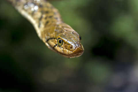 I see you Checkered Keelback - An Asiatic, non-venomous, aquatic snake. Although it is non-venomous, its bite can inflict lot of pain. I clicked this picture during my last trek in Agumbe Rain-forest, Western Ghats. Checkered keelback,Geotagged,India,Xenochrophis piscator,aquatic,asia,checkered,crawl,keelback,nonvenomous,snake,water