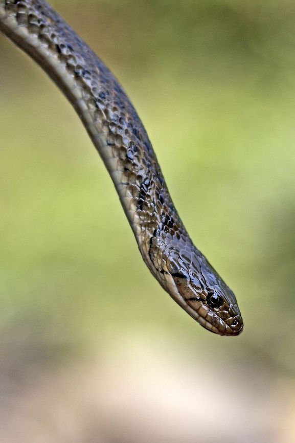 Feeling fresh Checkered Keelback - Clicked the picture during my last trek to Agumbe Rain-forest, Western Ghats. Checkered keelback,Geotagged,India,Xenochrophis piscator,asia,checkered,crawl,scales,snake