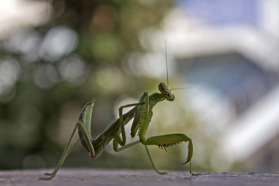 Feeling feetish Wikipedia says - Sphodromantis baccettii is a species of Praying Mantis found in Kenya and Somalia.<br />
<br />
I would like to add that they are commonly found in India as well. Geotagged,India,Sphodromantis baccettii,baccettii,insect,mantis,praying,praying mantis,sphodromantis,sphodromantis baccettii