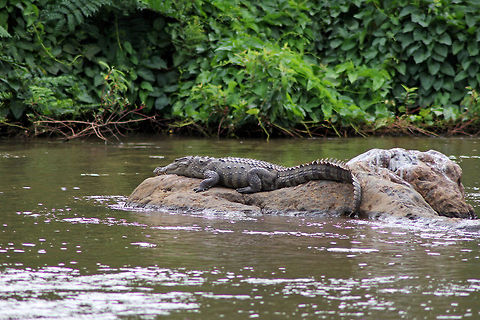 Mugger warming Mugger Crocodile - commonly found throughout India, they have been documented to grow up to 4.5 m (15 ft) in length. I got an opportunity to click this beautiful Crocodile in the Moyar river, Thengumarahada forest, Tamil Nadu, during 2013 animal census. It was easily 9 - 10 ft in length, and its camouflage made it almost invisible to my eyes at first! Crocodylus palustris,Geotagged,India,Mugger crocodile,croc,crocodile,forest,mugger,mugger crocodile,reptile,thengumarahada