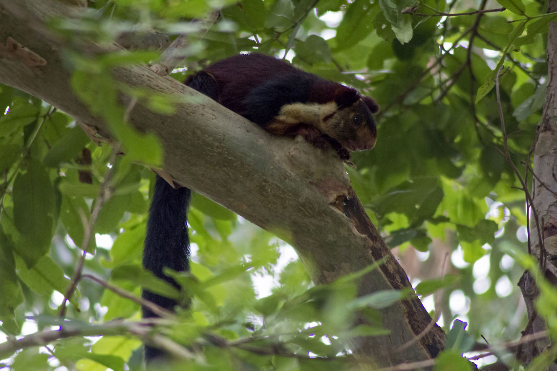 Sneak Peek Indian Giant Squirrel AKA Malabar Giant Squirrel - I clicked this picture during the last animal census I had attended in the year 2013. The Squirrel was resting high up in the tree, but lucky me, I have sharp eyes that helped me spot the Squirrel in no time. High ISO on camera and high shutter speed resulted in too much noise in the image, and I had to take care of that in post-processing. Geotagged,India,Ratufa indica,forest,giant,indian,malabar,malabar giant squirrel,rodent,squirrel