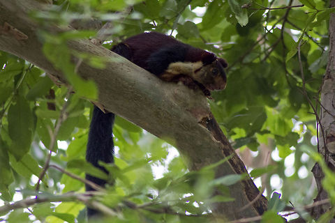 Sneak Peek Indian Giant Squirrel AKA Malabar Giant Squirrel - I clicked this picture during the last animal census I had attended in the year 2013. The Squirrel was resting high up in the tree, but lucky me, I have sharp eyes that helped me spot the Squirrel in no time. High ISO on camera and high shutter speed resulted in too much noise in the image, and I had to take care of that in post-processing. Geotagged,India,Ratufa indica,forest,giant,indian,malabar,malabar giant squirrel,rodent,squirrel