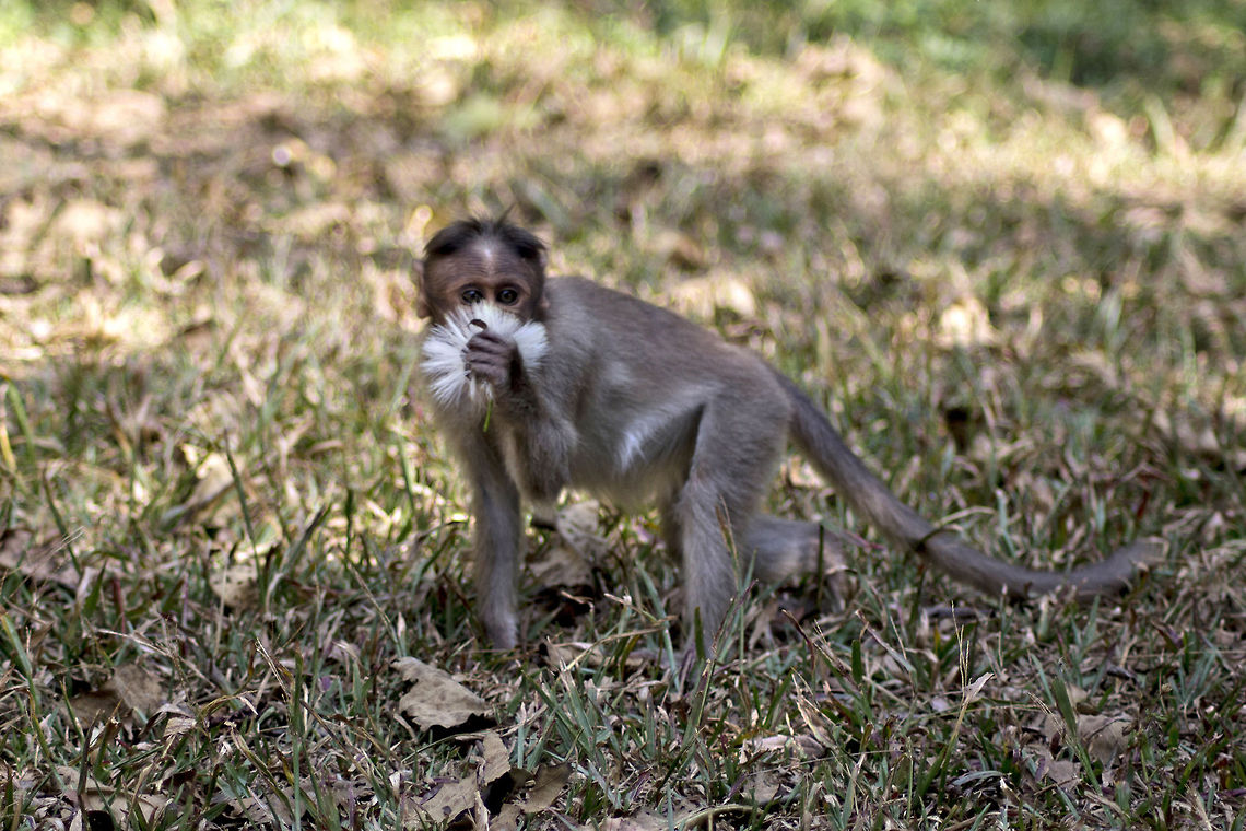 Scent of a woman, somewhat.. Bonnet Macaque - found this &quot;romantic&quot; Old World Monkey when I was waiting for my turn to go on a wildlife Safari in Tholpetty forest, just after the trek on Brahmagiri Hills, Coorg back on Sep 4th 2013. What&#039;s amazing is the co-incidence that I have uploaded this image here exactly a year later - Sep 4th 2014! Bonnet macaque,Geotagged,India,Macaca radiata,bonnet macaque,forest,india,macaque,monkey,tholpetty