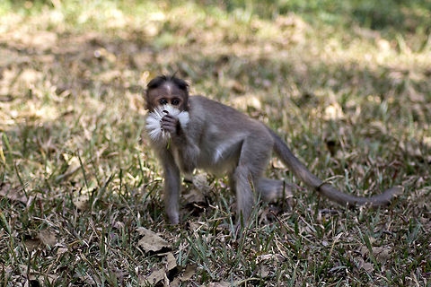 Scent of a woman, somewhat.. Bonnet Macaque - found this "romantic" Old World Monkey when I was waiting for my turn to go on a wildlife Safari in Tholpetty forest, just after the trek on Brahmagiri Hills, Coorg back on Sep 4th 2013. What's amazing is the co-incidence that I have uploaded this image here exactly a year later - Sep 4th 2014! Bonnet macaque,Geotagged,India,Macaca radiata,bonnet macaque,forest,india,macaque,monkey,tholpetty