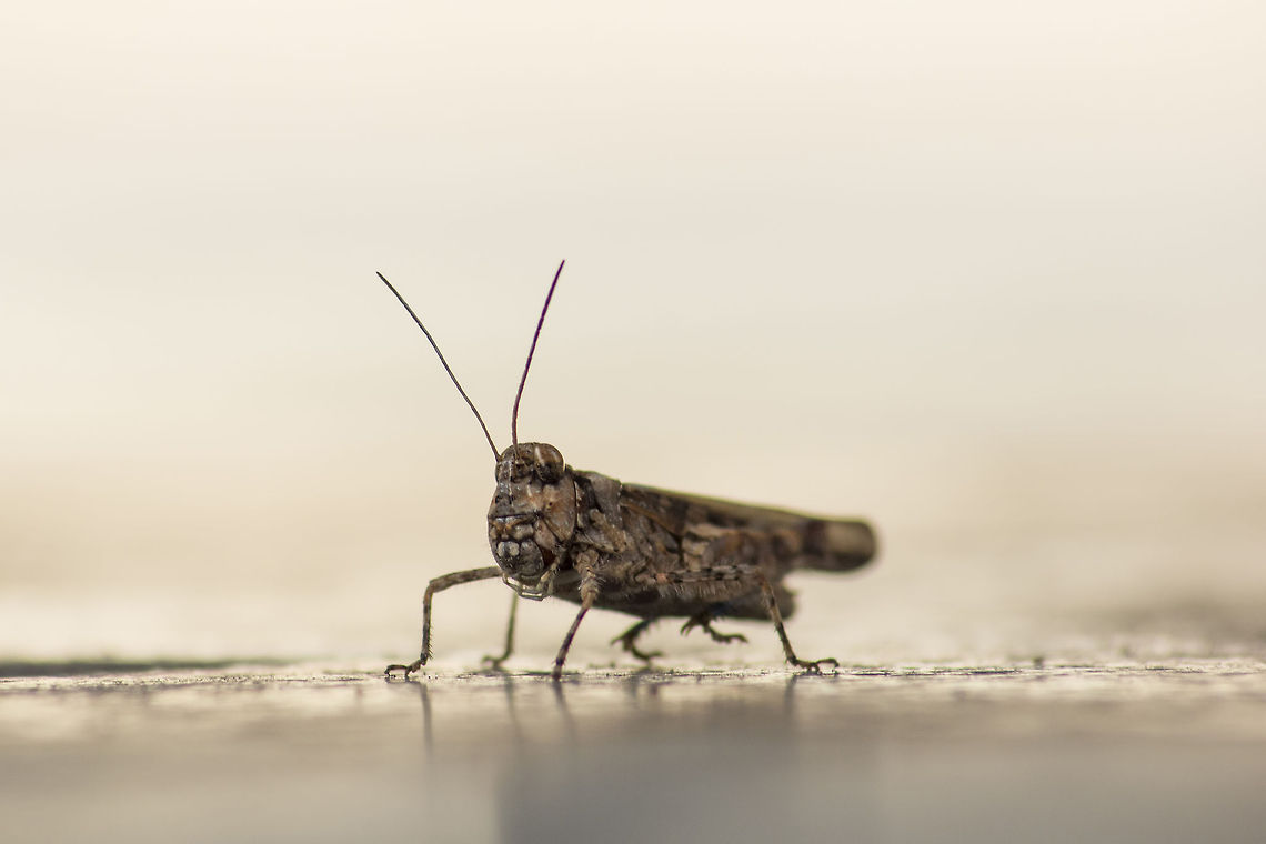 Intruder Alert! Psinidia Amplicornis (Caudell's Longhorn Grasshopper AKA Texas Longhorn Grasshopper) - is an American species of Grasshopper, and this is the closest ID I could find on this little guy! I live in Bangalore, India, and I identified it based on the "blue colored" tibia (hind legs) I spotted on this Grasshopper. <br />
<br />
<a href="http://bugguide.net/node/view/356210/bgpage" rel="nofollow">http://bugguide.net/node/view/356210/bgpage</a><br />
<br />
This is quite impossible, considering what ever little information I found online on this species of Grasshopper. If any of you have better information about the species of this Grasshopper, please feel free to update the information accordingly.<br />
<br />
Update: After the most recent online research, I have come across two more species of Grasshoppers that closely matches the one in the image above - "Trachyrhachys Kiowa - Kiowa range Grasshopper" and "Metator pardalinus - Blue-legged Grasshopper"<br />
<br />
<a href="http://bugeric.blogspot.in/2014/07/blue-legged-grasshopper.html" rel="nofollow">http://bugeric.blogspot.in/2014/07/blue-legged-grasshopper.html</a><br />
<a href="http://bugguide.net/node/view/941782" rel="nofollow">http://bugguide.net/node/view/941782</a><br />
<br />
The search continues. Geotagged,Grasshopper,India,Longhorn Grasshopper,Psinidia Amplicornis,caudell,caudell's longhorn grasshopper,hop,insect,longhorn