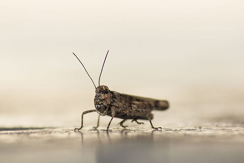 Intruder Alert! Psinidia Amplicornis (Caudell's Longhorn Grasshopper AKA Texas Longhorn Grasshopper) - is an American species of Grasshopper, and this is the closest ID I could find on this little guy! I live in Bangalore, India, and I identified it based on the "blue colored" tibia (hind legs) I spotted on this Grasshopper. 

http://bugguide.net/node/view/356210/bgpage

This is quite impossible, considering what ever little information I found online on this species of Grasshopper. If any of you have better information about the species of this Grasshopper, please feel free to update the information accordingly.

Update: After the most recent online research, I have come across two more species of Grasshoppers that closely matches the one in the image above - "Trachyrhachys Kiowa - Kiowa range Grasshopper" and "Metator pardalinus - Blue-legged Grasshopper"

http://bugeric.blogspot.in/2014/07/blue-legged-grasshopper.html
http://bugguide.net/node/view/941782

The search continues. Geotagged,Grasshopper,India,Longhorn Grasshopper,Psinidia Amplicornis,caudell,caudell's longhorn grasshopper,hop,insect,longhorn