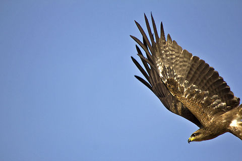 Target in sight! Pariah Kite taking off - On a sunny afternoon, I located this bird sitting on the top of a building. I had my camera locked on to the bird, but I turned away from the viewfinder for a split second. That is the precise moment when the Kite took off. I'm lucky I even managed to get the bird back in the frame! Bird of prey,Black kite,Geotagged,India,Milvus migrans,bird,feathers,india,kite,pariah kite,wings