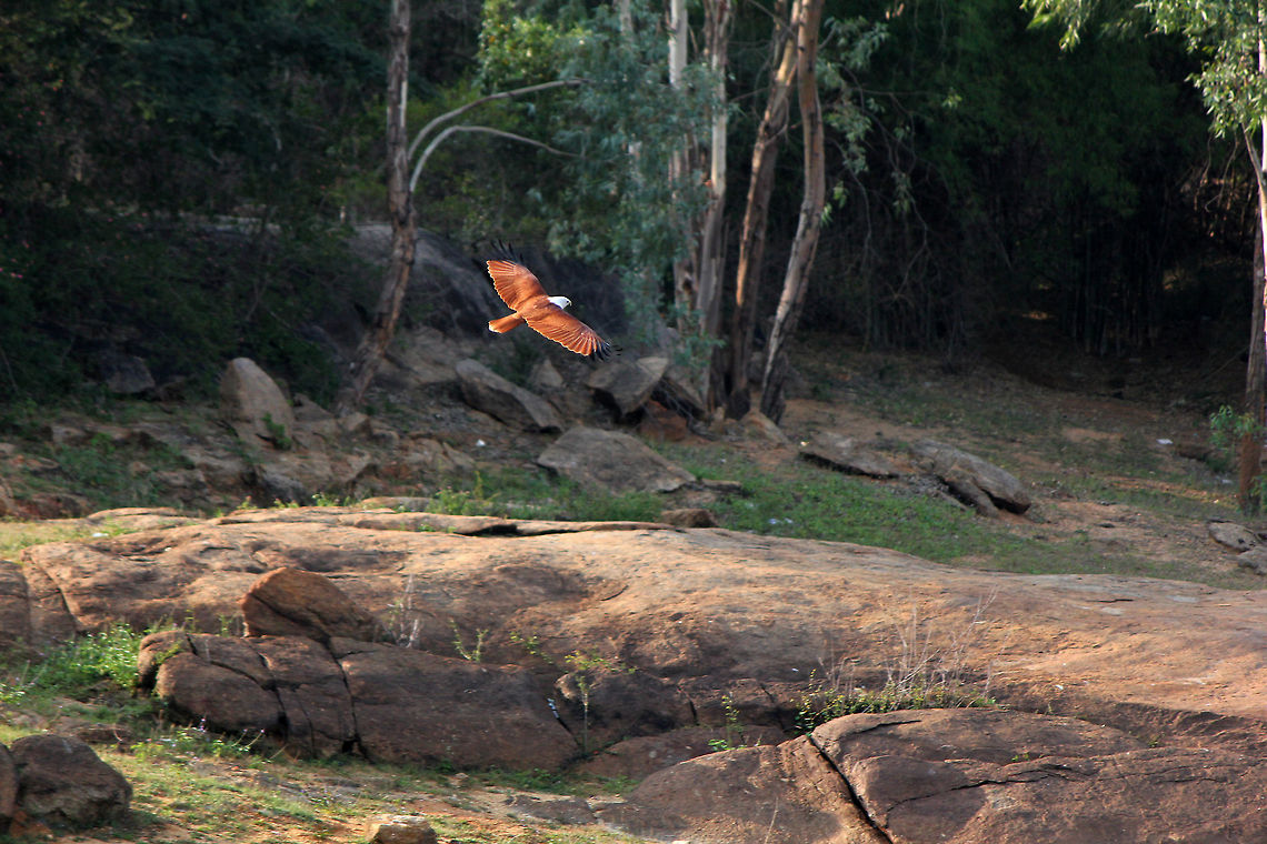 Time for food Brahminy Kite - It was time for a wedded couple photoshoot, instead, I found this gorgeous bird of prey gliding across a lake in search of food, and started taking its pics before moving on to the shoot that was planned. Brahminy Kite,Geotagged,Haliastur indus,India,brahminy,brahminy kite,feathers,flying,forest,india,kite,wings